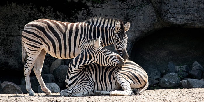 Zoo de Fréjus