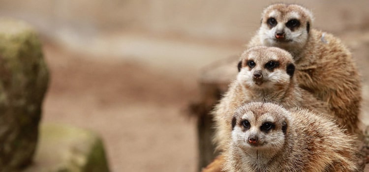 Visiter un zoo en famille dans le Var